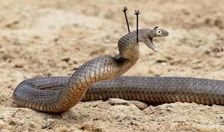 Nếu bạn đang sợ rắn, hãy cười lên và xem ảnh liên quan đến sợ rắn cười này. Những tình huống vui nhộn và hài hước liên quan đến rắn sẽ khiến bạn giật mình, cười thả ga và quên đi nỗi sợ hãi của mình. Hãy thử và cảm nhận!