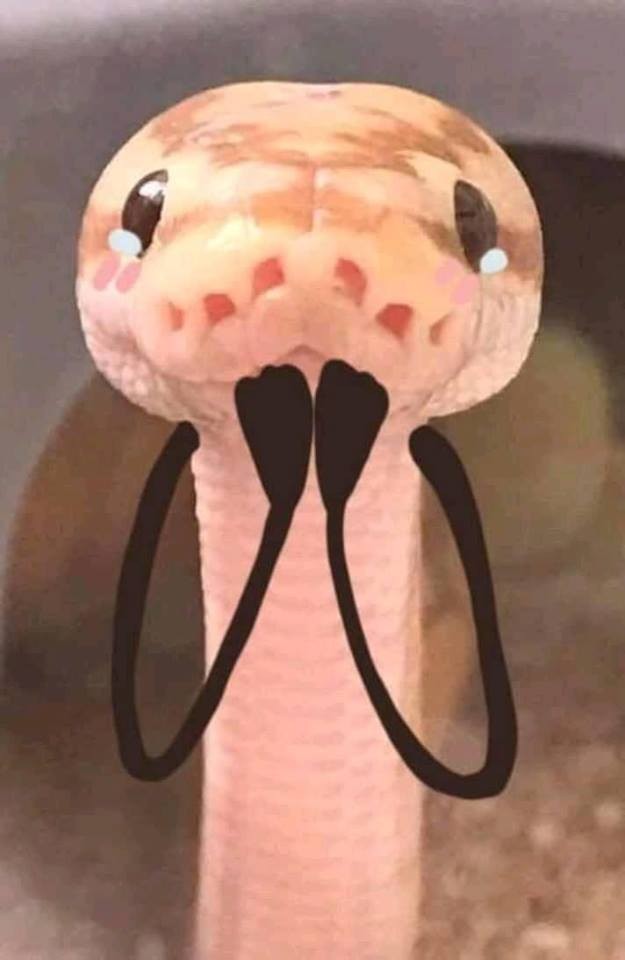 Ảnh rắn hài hước: Bạn đã bao giờ thấy rắn được chụp ảnh một cách hài hước? Hãy xem ảnh rắn hài hước này để thấy một mặt khác của loài vật đầy bí ẩn này. Từ những hành động ngoài sức tưởng tượng cho tới vẻ mặt hài hước của chúng, ảnh rắn này sẽ khiến bạn cười đến tận tim.