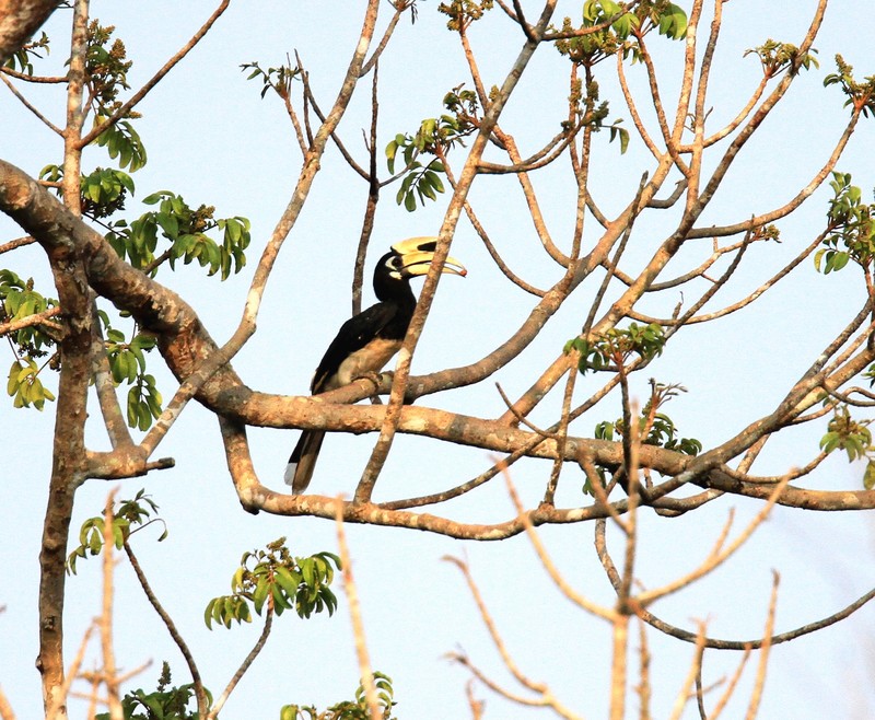 Kham pha cao cat bung trang vua bi GD doanh nghiep giet thit-Hinh-5