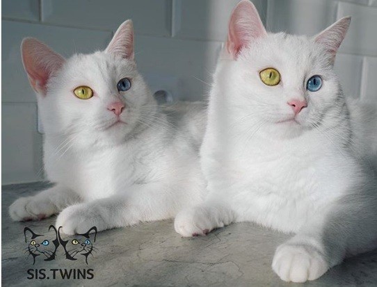 Cặp mèo đẹp nhất thế giới gây mê hoặc với đôi mắt tạp sắc