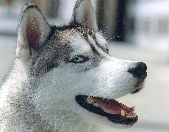 chó husky trông như chó sói nhìn nghiêng