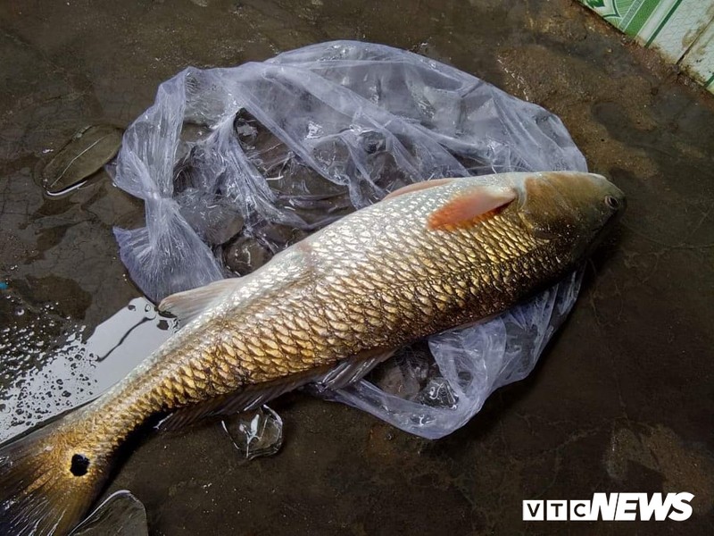 Bat duoc ca nghi ca su vang quy hiem o Khanh Hoa-Hinh-2