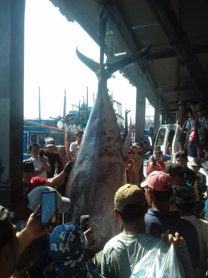 Bat duoc ca ngu vay vang khong lo nhat o Truong Sa-Hinh-2