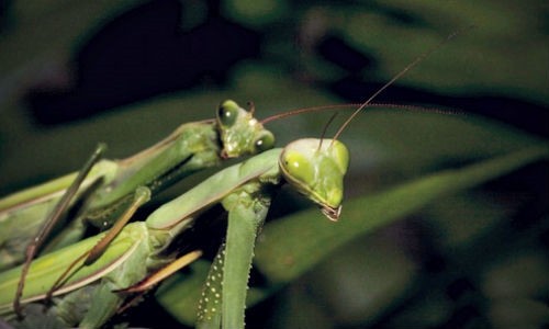 Tuong bo ngua cai an thit, giet chet ban tinh tan nhan, ai ngo...-Hinh-3