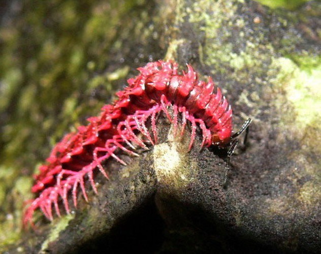 Loat kha nang dac biet den kho tin cua dong vat-Hinh-7