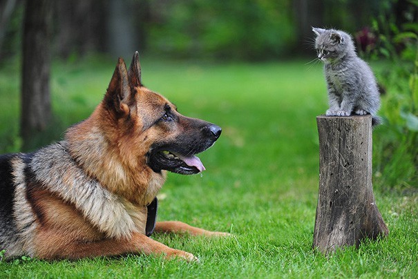 Đừng để những truyền thống rằng chó và mèo không thể sống bên nhau cản trở tình bạn đáng yêu này. Hãy xem hình ảnh này của chú chó và cô mèo đáng yêu, chúng đã chứng minh cho chúng ta rằng tình yêu giữa động vật cũng tuyệt vời không kém tình yêu giữa con người.