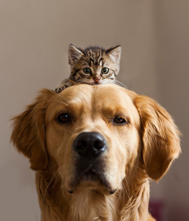 Chó mèo thắm thiết (Dogs and cats loving each other): Chó và mèo không phải lúc nào cũng là kẻ thù, chúng có thể trở thành bạn thân với nhau! Nhiều hình ảnh cho thấy sự thân thiết và yêu thương đáng yêu giữa chúng. Hãy xem ngay hình ảnh liên quan để cảm nhận sự đáng yêu và tình bạn của chó và mèo!