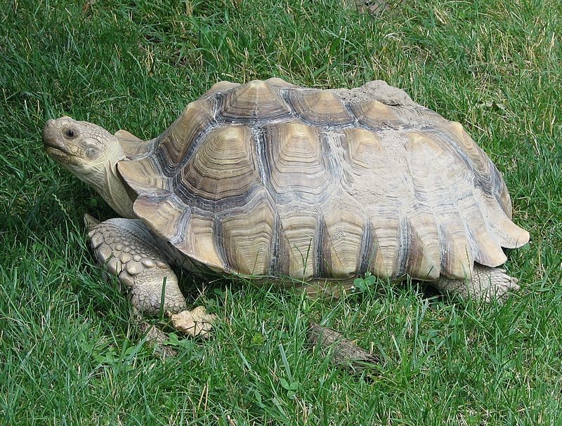 Rua Sulcata 