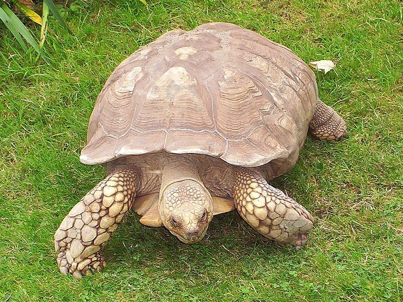 Rua Sulcata 