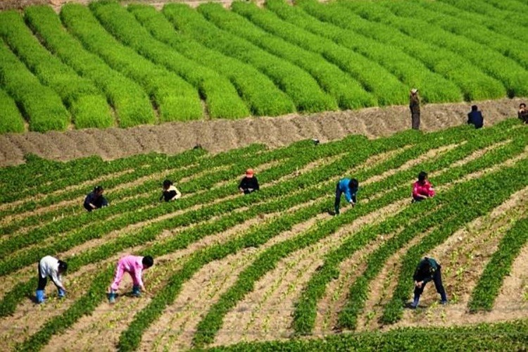 Anh hiem chon loc ve dat nuoc-con nguoi Trieu Tien-Hinh-8