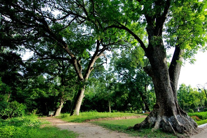 Lang ngam thanh da ong doc nhat vo nhi o Ha Noi-Hinh-12