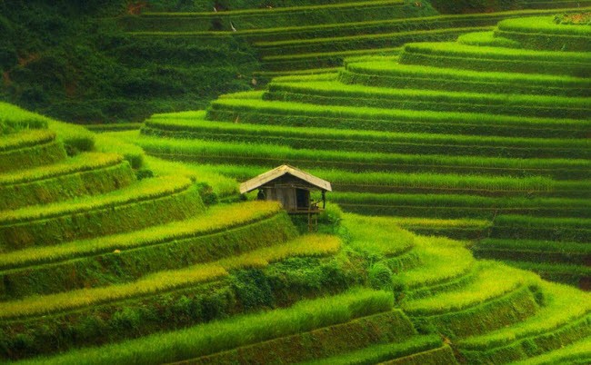 Mu Cang Chai lot top dia diem sac mau nhat the gioi-Hinh-2