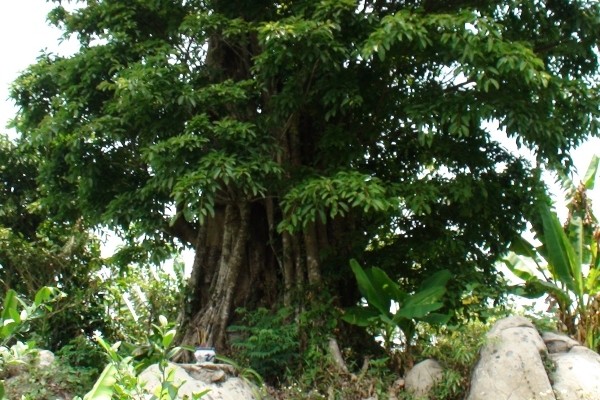 Ky di nui Cam: Cua cay ra mau va dot nhang khong chay-Hinh-5