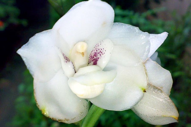 Hoa lan cung co dang hinh khien nguoi nhin 