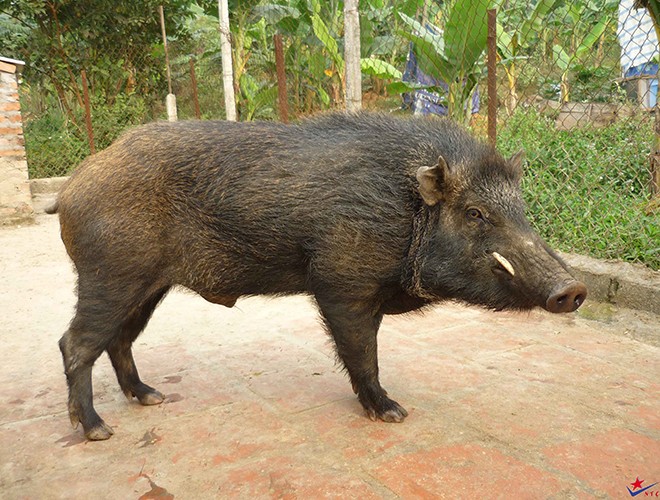 Sung sot nhung dong vat 