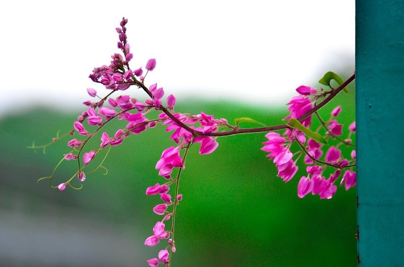 Nguoi sinh ngay Am lich nay cang gia cang huong phuc loc-Hinh-13