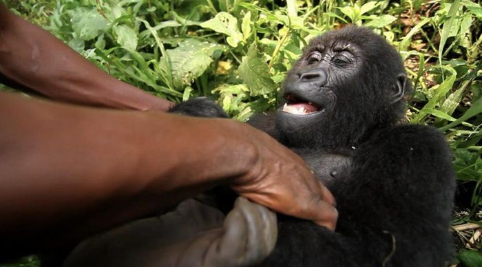 Con khi dot noi tieng vi selfie o Congo qua doi-Hinh-5