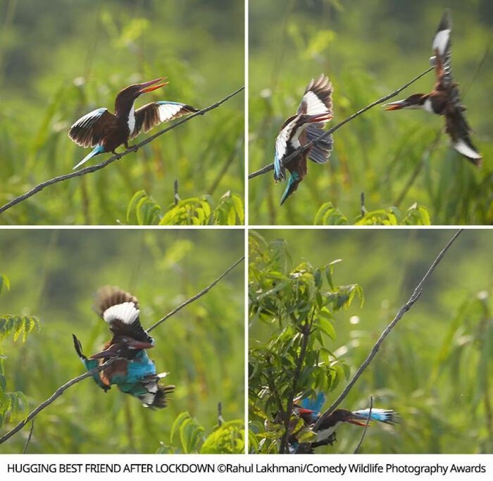 Khoanh khac hai huoc cua dong vat khien ai cung bat cuoi-Hinh-12