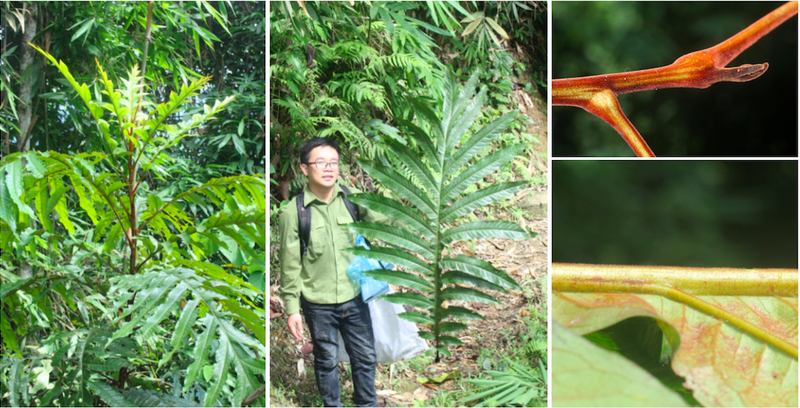 GS.TS Pham Hung Viet: “Bien” bai thuoc dan gian thanh tan duoc