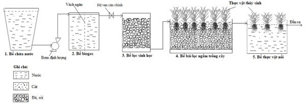Nu tien si dung thuc vat thuy sinh xu ly nuoc thai lang nghe-Hinh-2