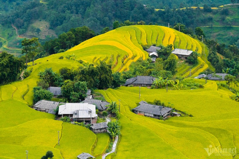 Mua lua chin vang tuyet dep o noi khong co su chen chuc ngat tho-Hinh-3