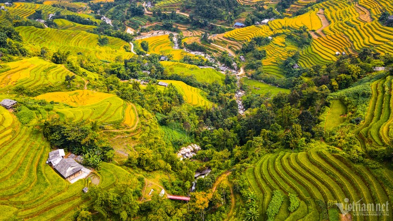 Mua lua chin vang tuyet dep o noi khong co su chen chuc ngat tho-Hinh-6