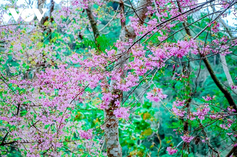 Ngam loai hoa bao hieu mua xuan tren mien cao Tay Bac-Hinh-8