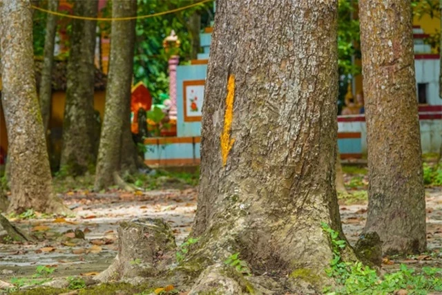 Loat cay tram tuoi tai ngoi chua ‘doc nhat vo nhi’ tai Viet Nam-Hinh-4