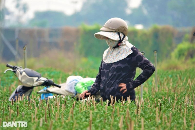 Ca nam phoi nang trong hoa Tet, chu vuon chi mong... thu hoi von-Hinh-5