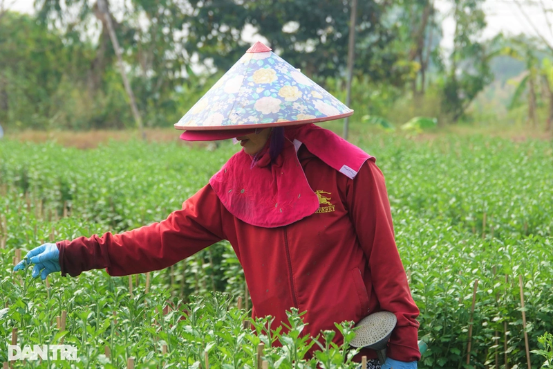 Ca nam phoi nang trong hoa Tet, chu vuon chi mong... thu hoi von