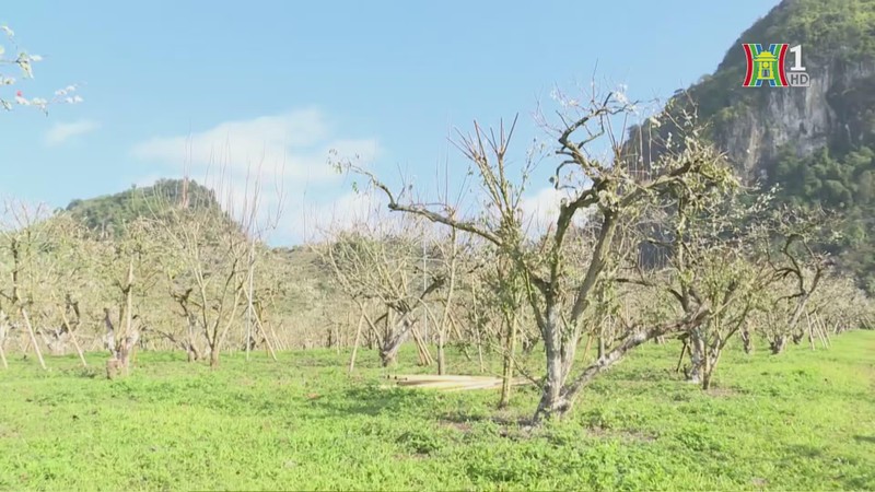 Ngam hoa man trang muot tren cao nguyen Moc Chau