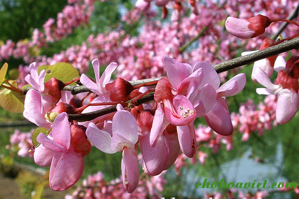 Loai cay dac biet giup doi van tinh duyen, hanh phuc vien man-Hinh-8