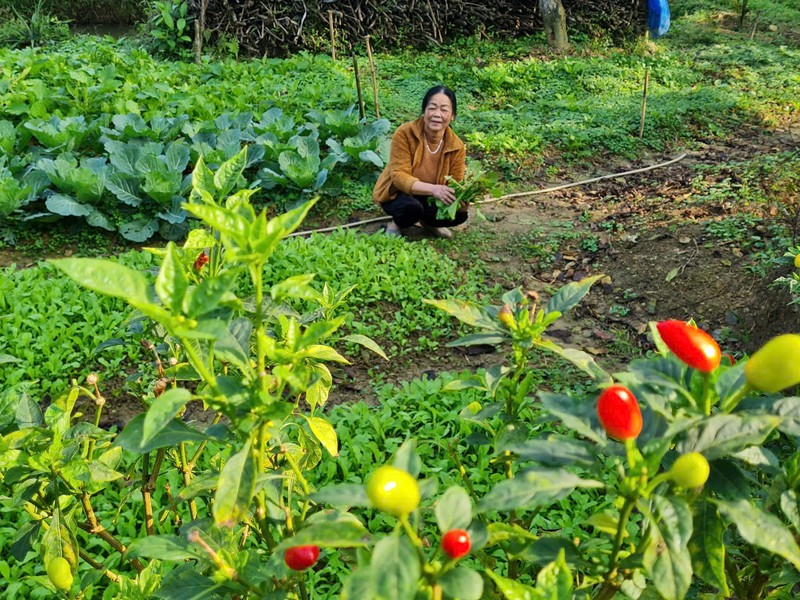 Trang tho: Tet ve nha la Tet co me cha