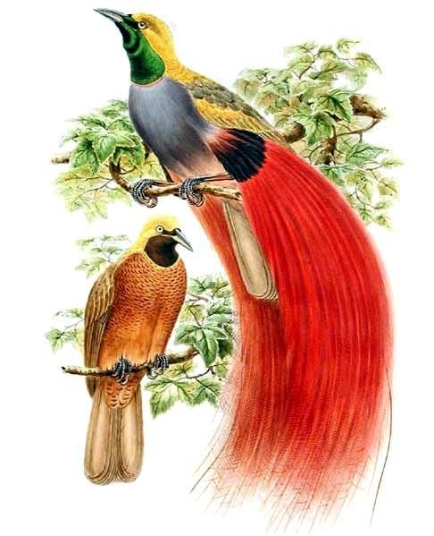 Loài chim thiên đường tuyệt sắc, cao thủ tỏ tình bằng tiếng hót - Hình 7 Loai chim thien duong tuyet sac, cao thu to tinh bang tieng hot-Hinh-7