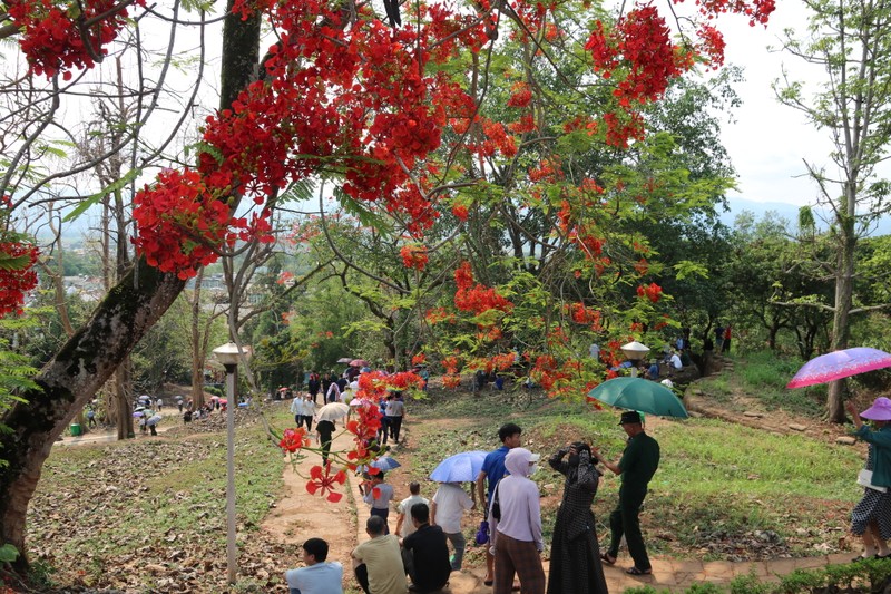 Lang nguoi truoc sac do “la” cua hoa phuong tren doi A1-Hinh-10