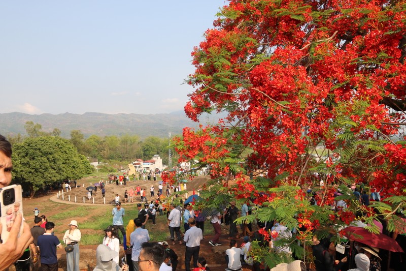 Lang nguoi truoc sac do “la” cua hoa phuong tren doi A1-Hinh-4