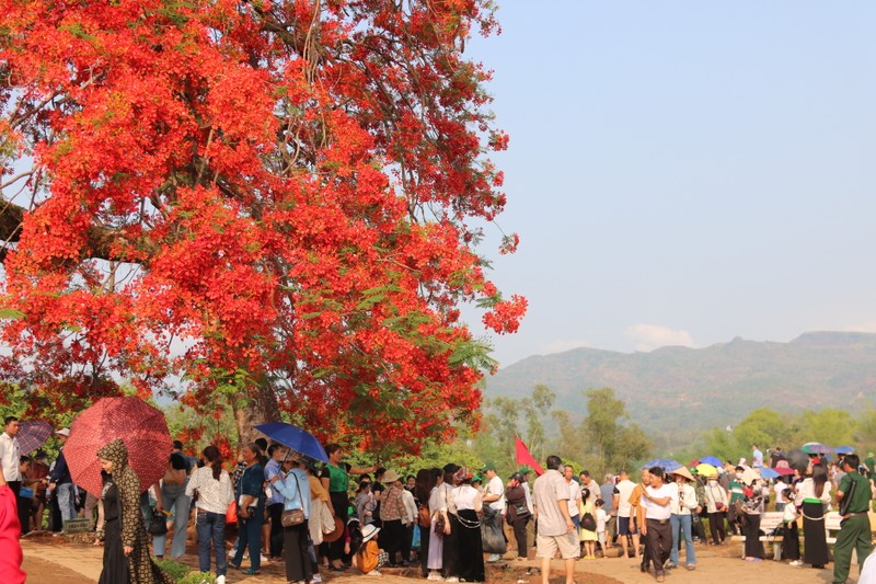 Lang nguoi truoc sac do “la” cua hoa phuong tren doi A1-Hinh-5