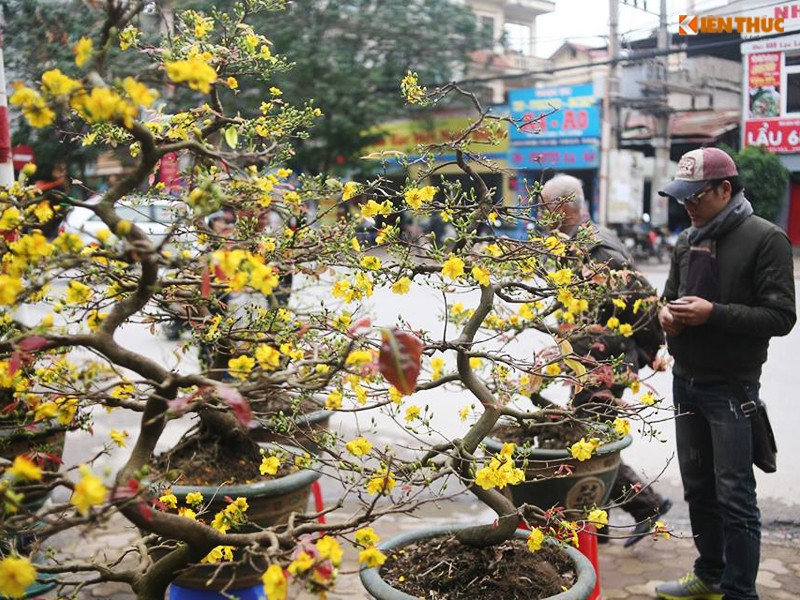 Hoa mai vang bung no ruc ro o Ha Noi ngay can Tet-Hinh-11