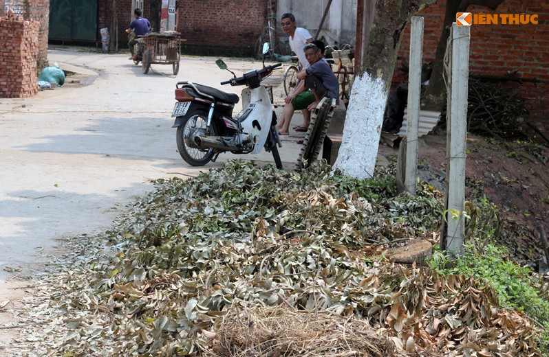 Can canh hang loat cay xanh bi chat ha de don via he Ha Noi-Hinh-12