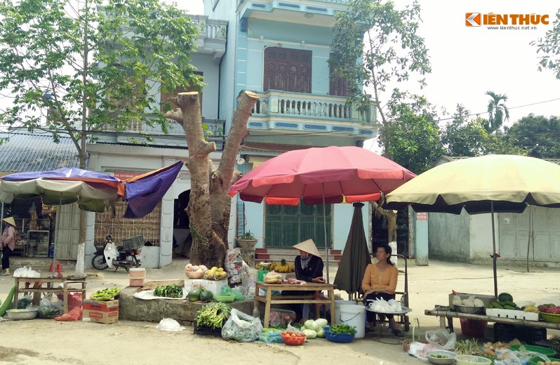 Can canh hang loat cay xanh bi chat ha de don via he Ha Noi-Hinh-14