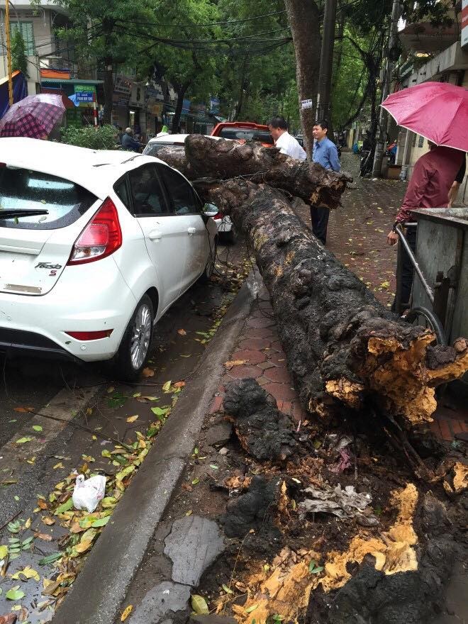 Cay xanh gay do de xe o to trong mua o Ha Noi