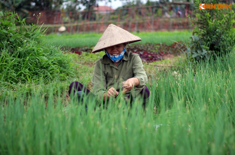 Canh kinh hai rau song tuoi nuoc thai den thoi o Ha Noi-Hinh-10