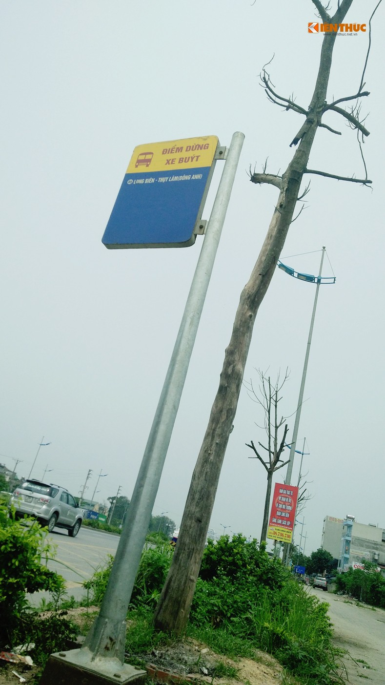 Anh: Hang loat cay xanh chet kho cho do de nguoi o Ha Noi-Hinh-10