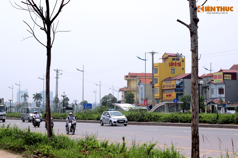 Anh: Hang loat cay xanh chet kho cho do de nguoi o Ha Noi-Hinh-2