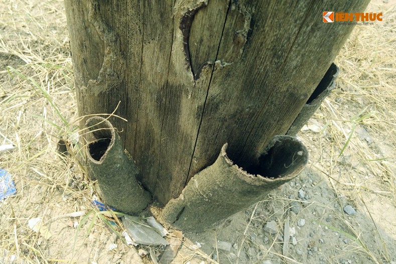 Anh: Hang loat cay xanh chet kho cho do de nguoi o Ha Noi-Hinh-7