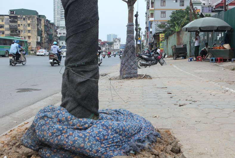 Anh: Cay xanh chet hang loat, quan chan bong o Ha Noi-Hinh-14