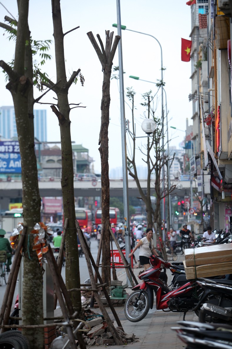 Anh: Cay xanh chet hang loat, quan chan bong o Ha Noi-Hinh-17