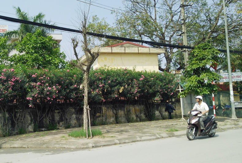 Anh: Cay xanh chet hang loat, quan chan bong o Ha Noi-Hinh-11