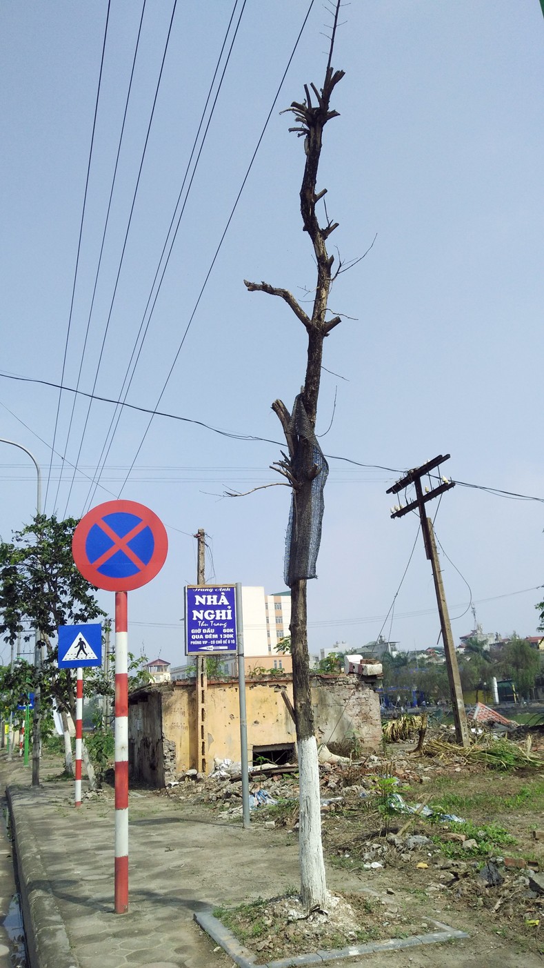 Anh: Cay xanh chet hang loat, quan chan bong o Ha Noi-Hinh-2