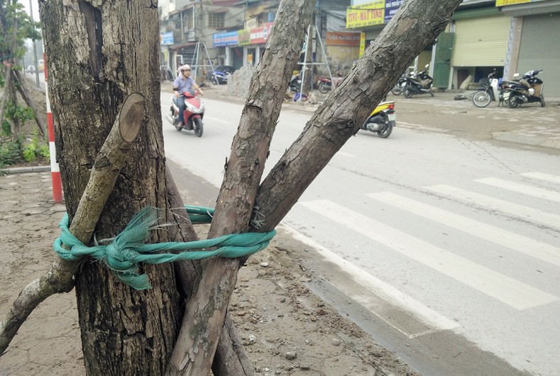 Anh: Cay xanh chet hang loat, quan chan bong o Ha Noi-Hinh-6